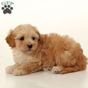 Saige, Maltipoo Puppy